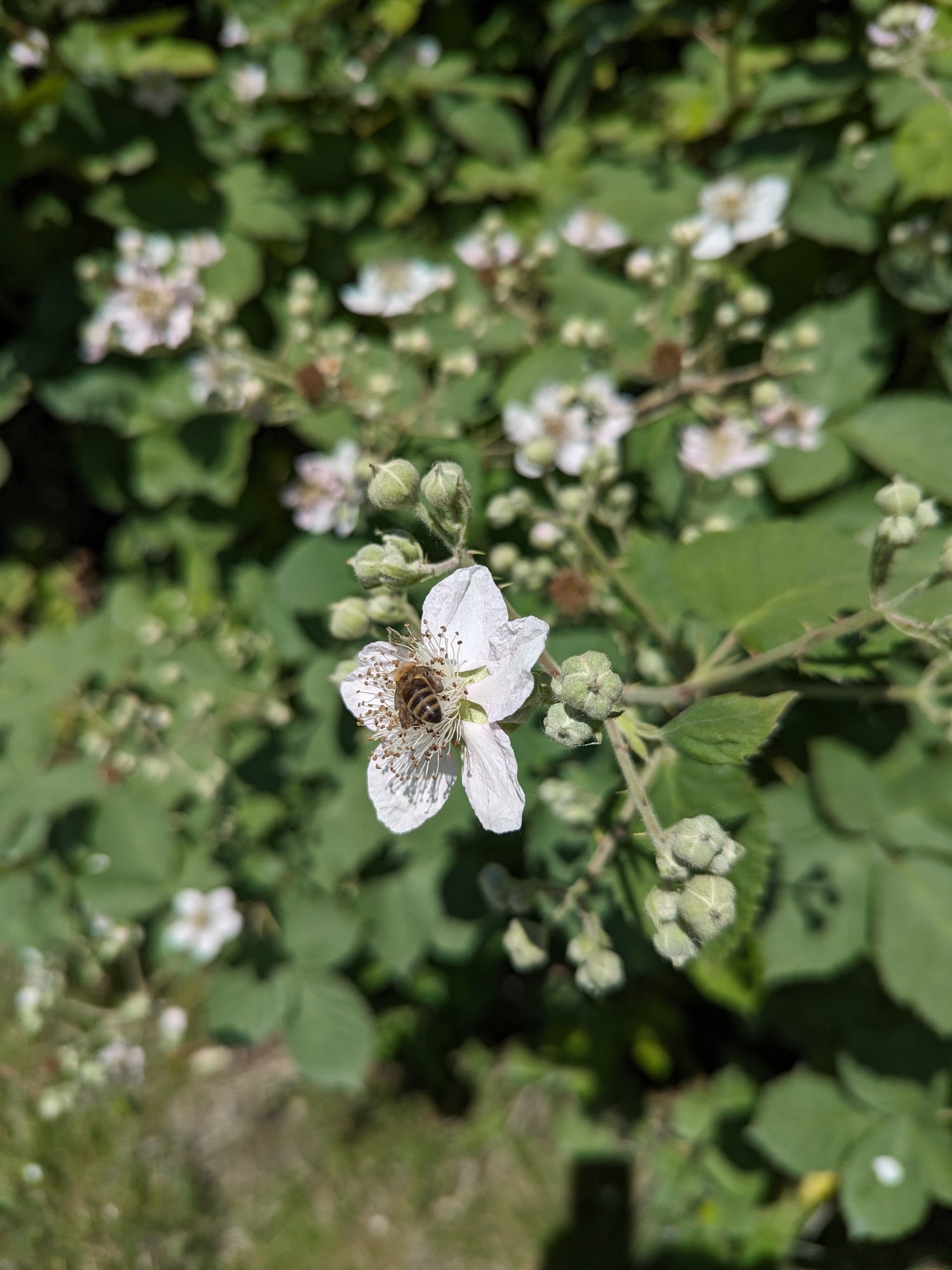 Honey - Summer 2024 Varietals