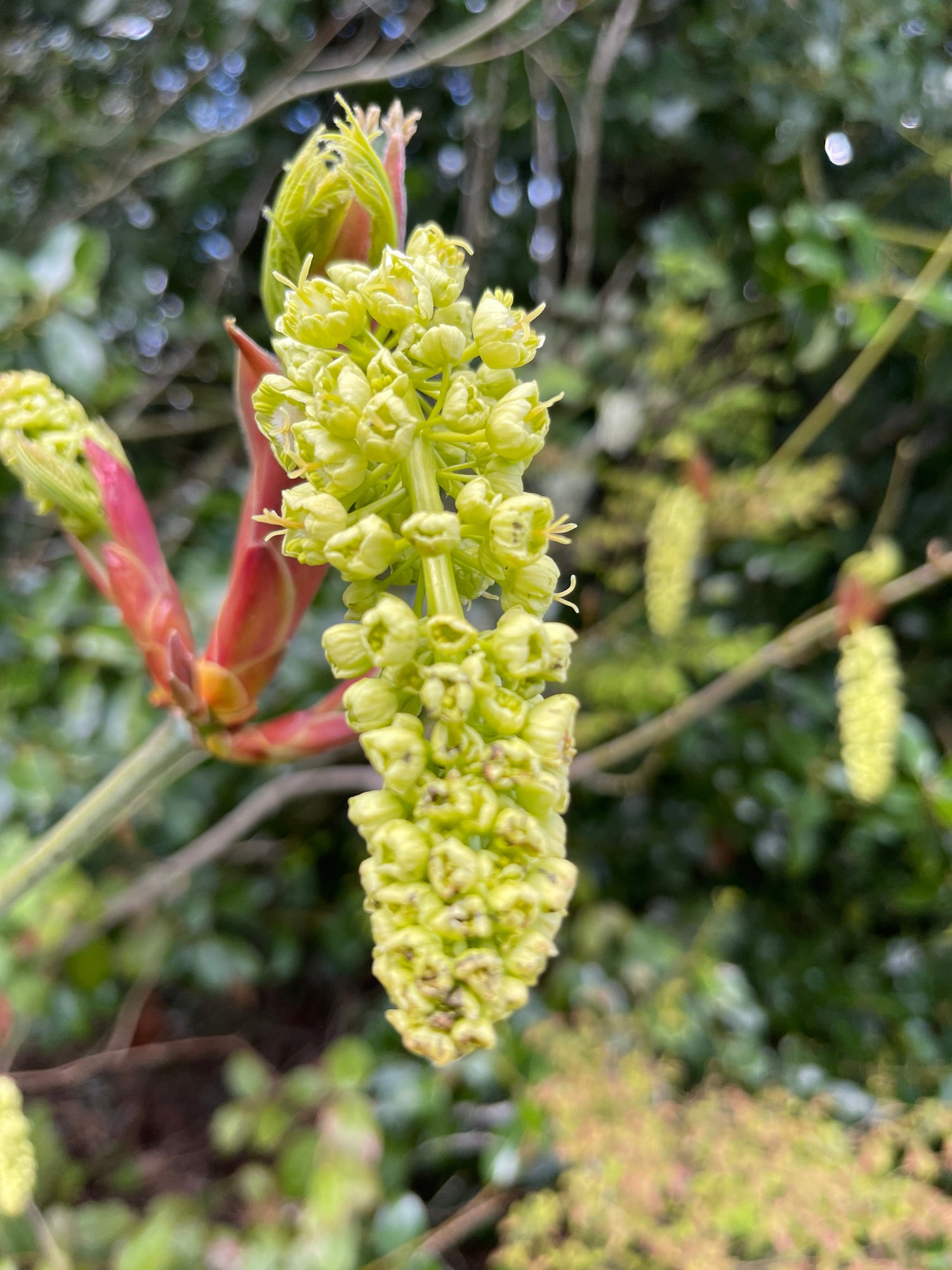 Honey - Spring 2025 Varietals