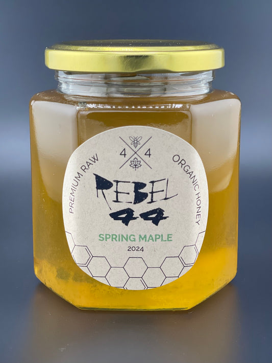 Spring Maple 2024